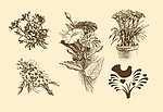 植物装饰画
