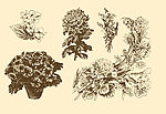 植物装饰画
