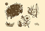 植物装饰画