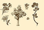 植物装饰画