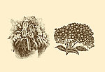 植物装饰画