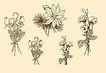 植物装饰画