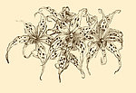 植物装饰画