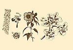 植物装饰画