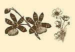 植物装饰画