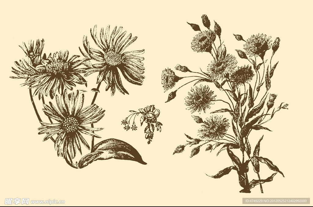 植物装饰画
