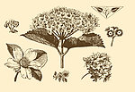 植物装饰画