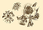 植物装饰画