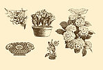 植物装饰画