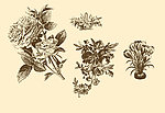植物装饰画