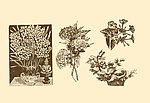 植物装饰画