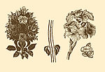 植物装饰画