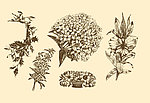植物装饰画