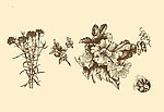 植物装饰画