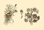 植物装饰画