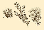 植物装饰画