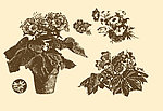 植物装饰画
