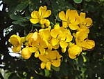 黄槐花