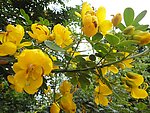 黄槐花