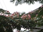 杉树花