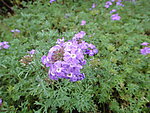 小野花