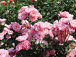 月季花