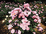 月季花