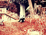 熊猫 树林