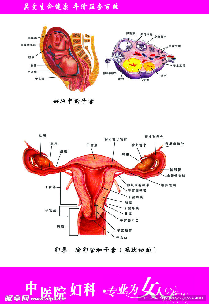 妇科展板