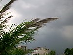 暴雨前
