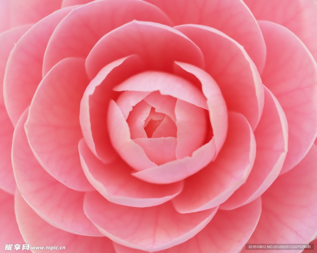 粉花