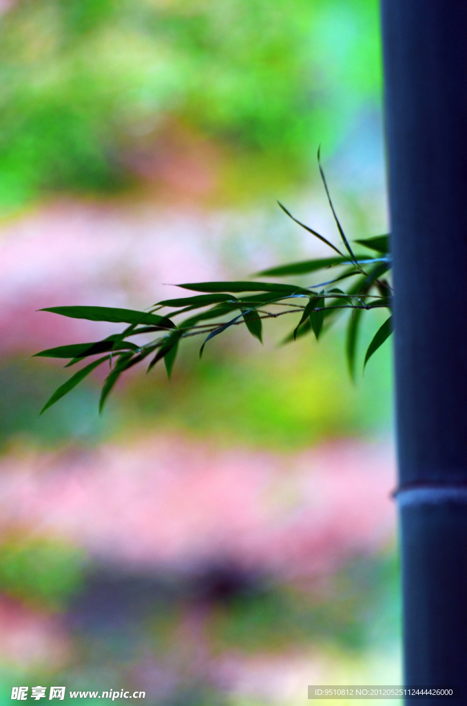 竹子