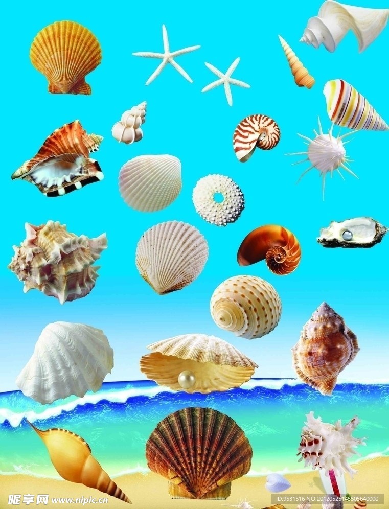 贝壳海滩素材