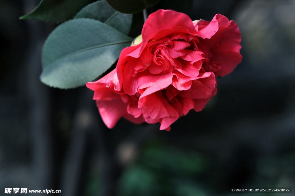 茶花