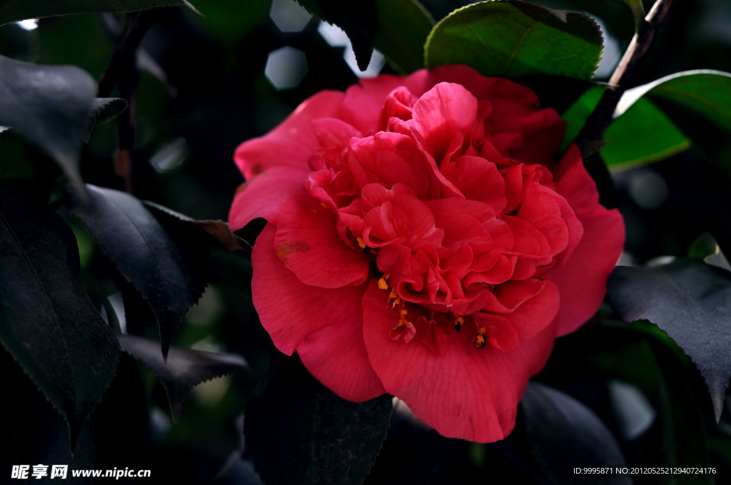 茶花