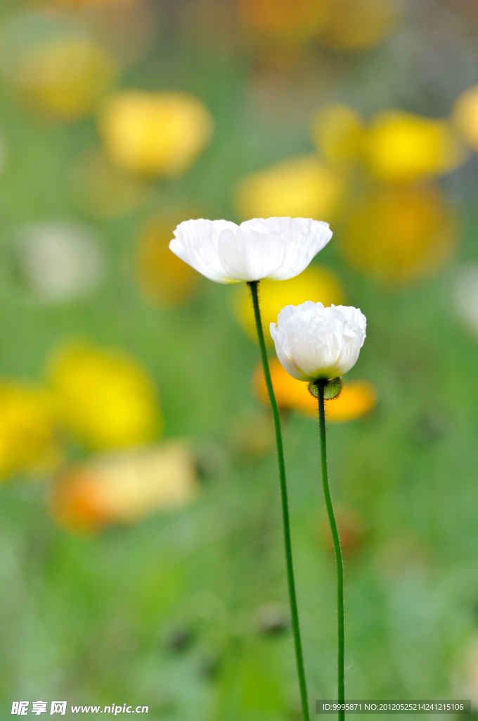 白花