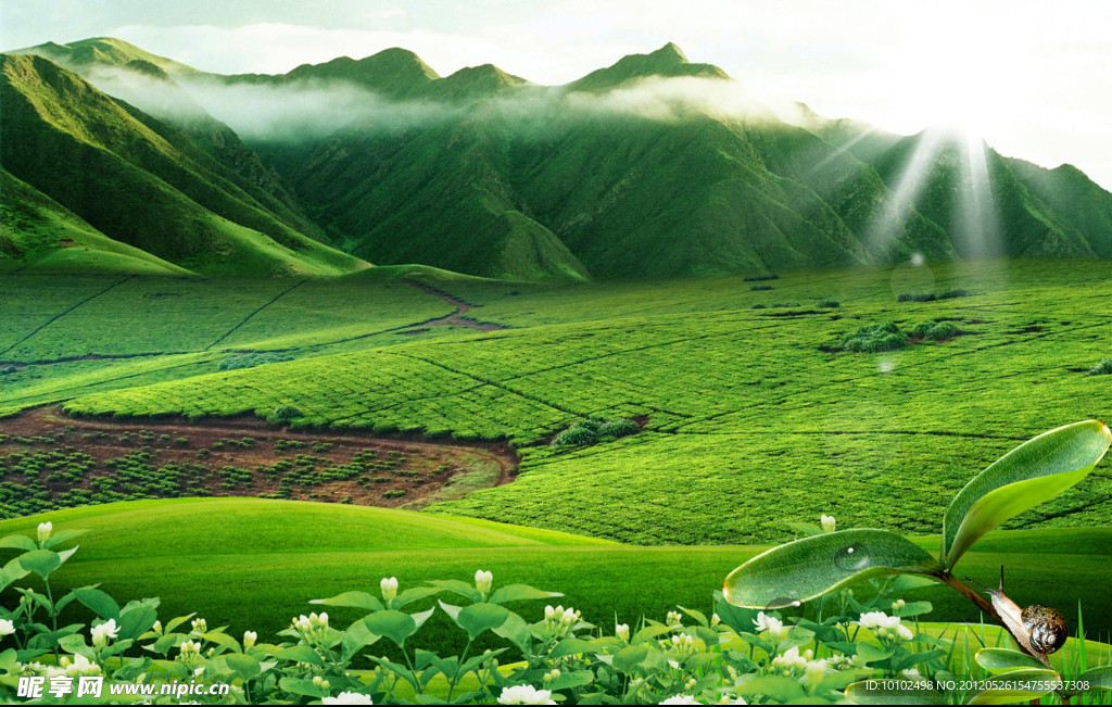 茉莉花风景区