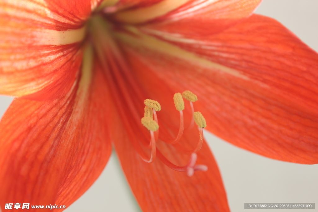 花蕊