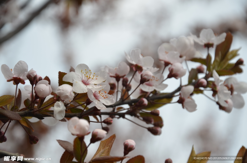 紫叶李的花