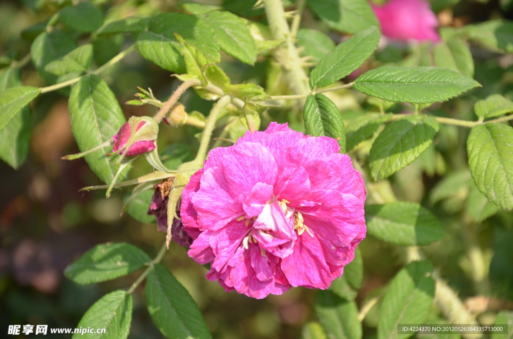 刺玫花