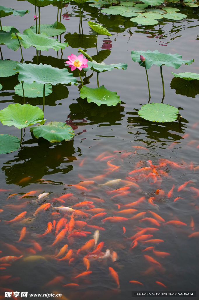 荷花