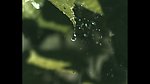 水滴水珠
