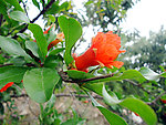 石榴花