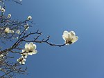 玉兰花