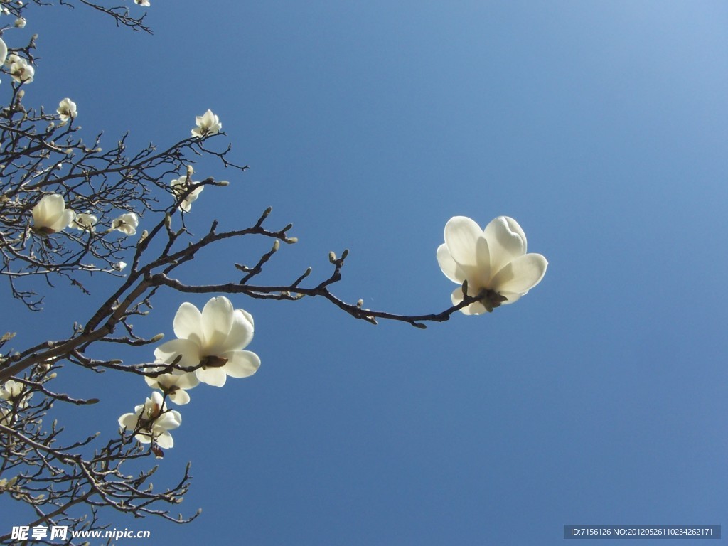 玉兰花