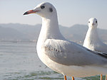 红嘴鸥