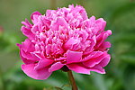 芍药花