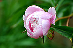 芍药花