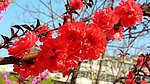 红叶桃花