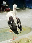 鹤立